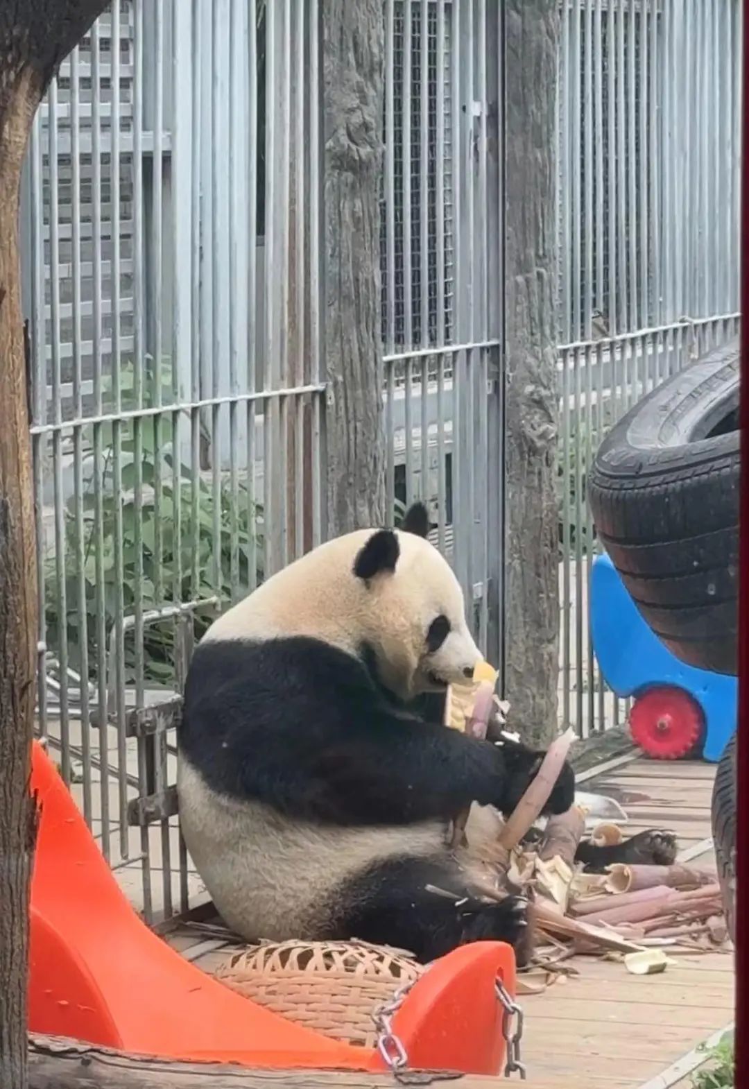 要备案,有专区!在北京动物园直播“顶流”熊猫有规矩,违规三次就禁播 要备案,有专区!在北京动物园直播“顶流”熊猫有规矩,违规三次就禁播