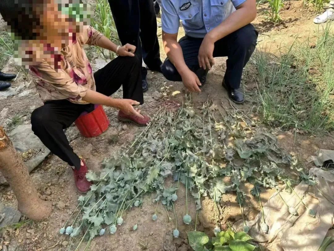 罂粟花好看，种植属违法！