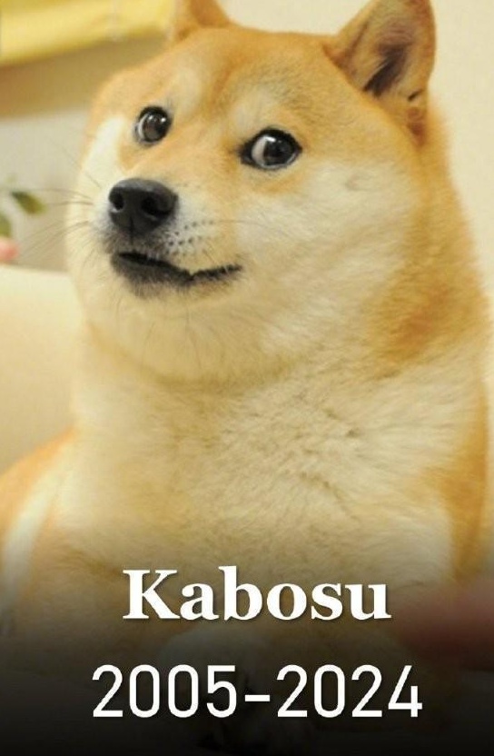 你肯定用过它！表情包Doge的原型柴犬Kabosu去世