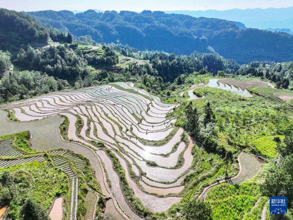 重庆石柱：高山水稻种植忙