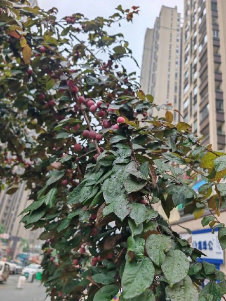 吃不得！重庆街头景观树上的果子别乱摘乱吃
