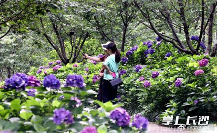湖南初夏的浪漫藏在花海里