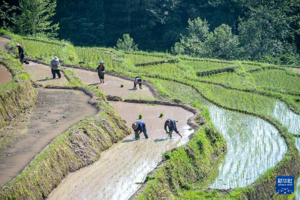 重庆石柱：高山水稻种植忙