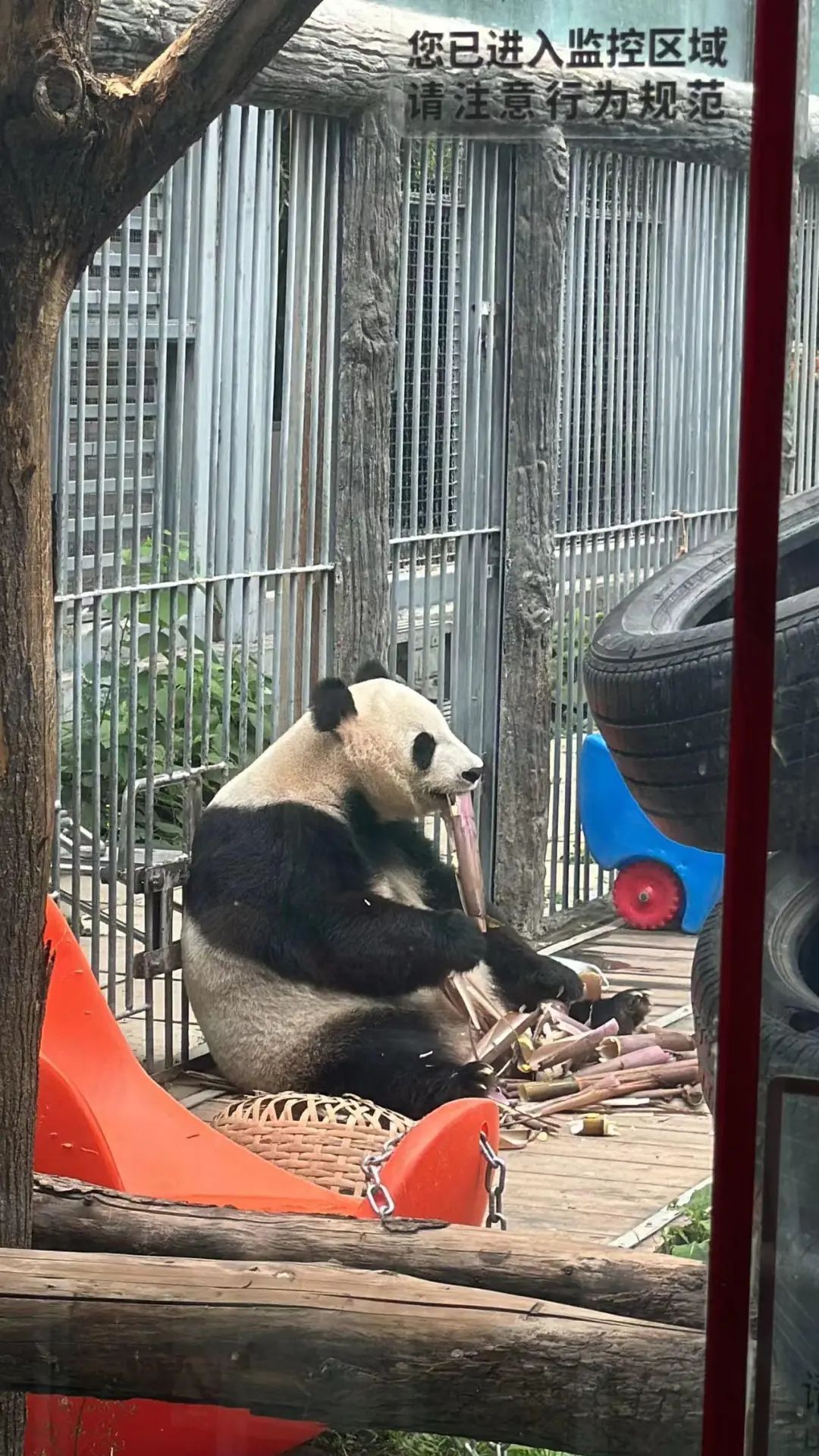 要备案,有专区!在北京动物园直播“顶流”熊猫有规矩,违规三次就禁播 要备案,有专区!在北京动物园直播“顶流”熊猫有规矩,违规三次就禁播