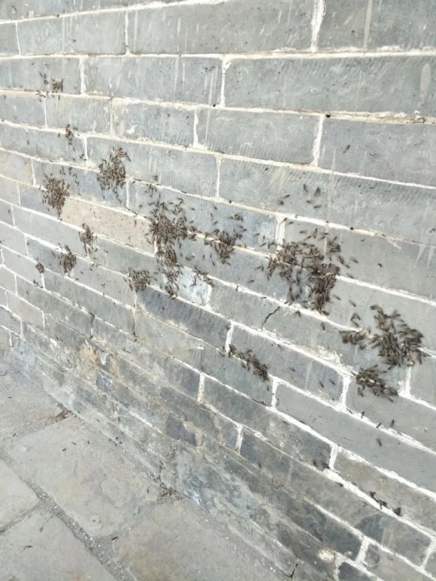 密密麻麻大爆发！武汉已进高峰期，务必注意这些……
