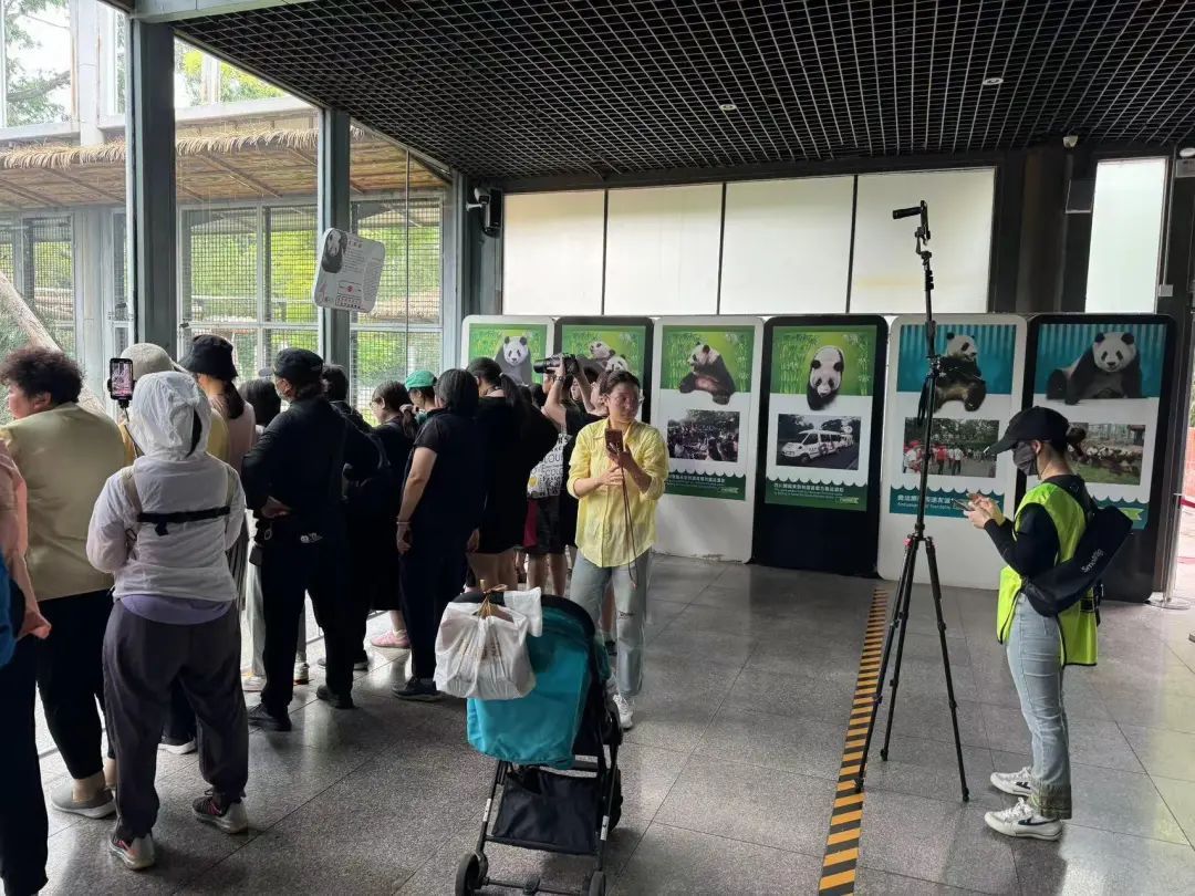 要备案,有专区!在北京动物园直播“顶流”熊猫有规矩,违规三次就禁播 要备案,有专区!在北京动物园直播“顶流”熊猫有规矩,违规三次就禁播