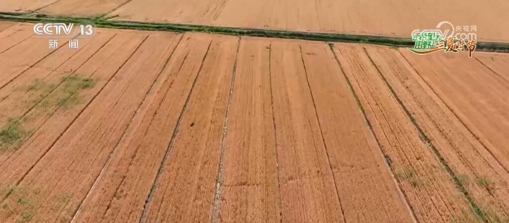 风吹麦浪勾勒丰收美景 智慧农业“神器”助力“三夏”麦收 风吹麦浪勾勒丰收美景 智慧农业“神器”助力“三夏”麦收