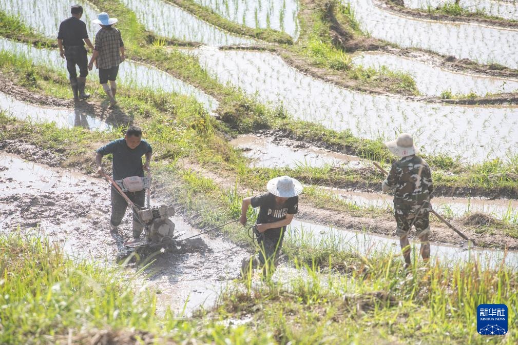 重庆石柱：高山水稻种植忙