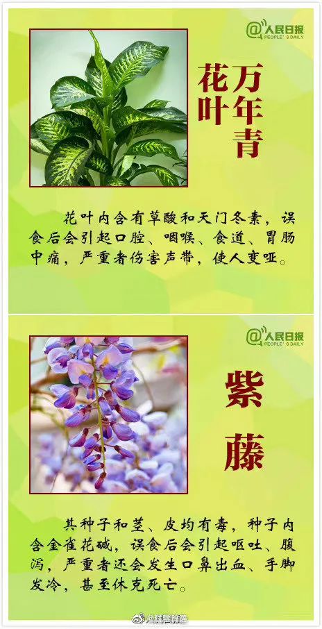 警惕！全株有毒！广东路边很常见！