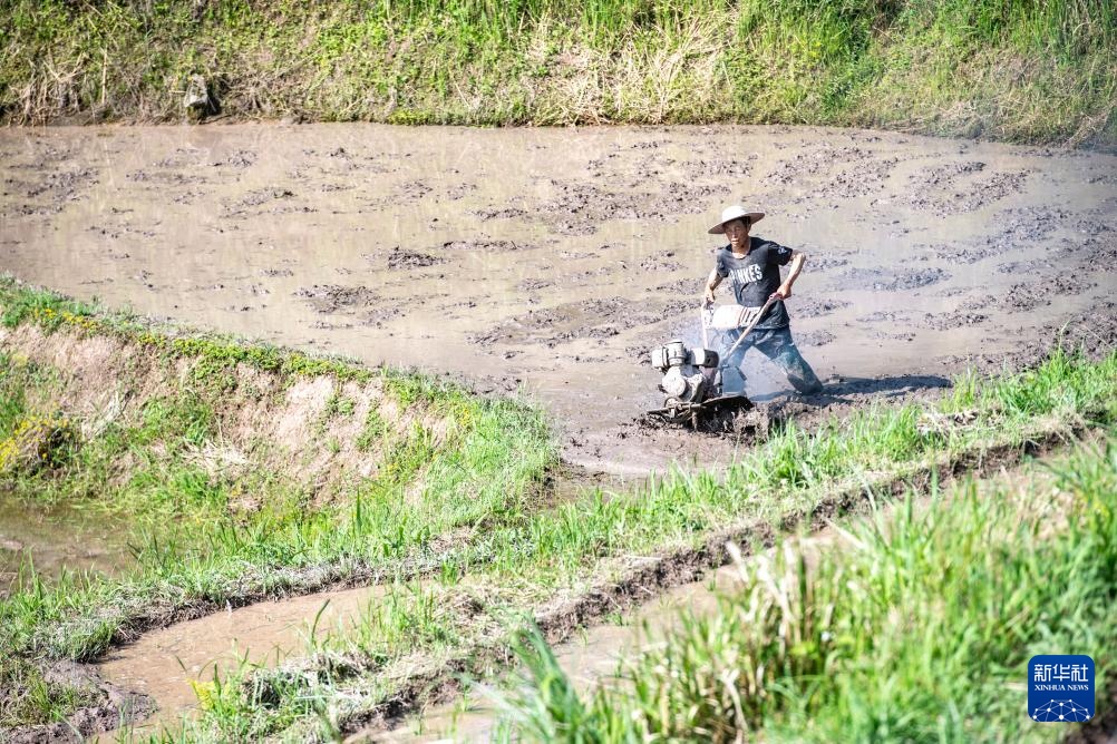 重庆石柱：高山水稻种植忙