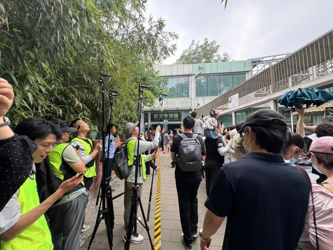 要备案,有专区!在北京动物园直播“顶流”熊猫有规矩,违规三次就禁播 要备案,有专区!在北京动物园直播“顶流”熊猫有规矩,违规三次就禁播