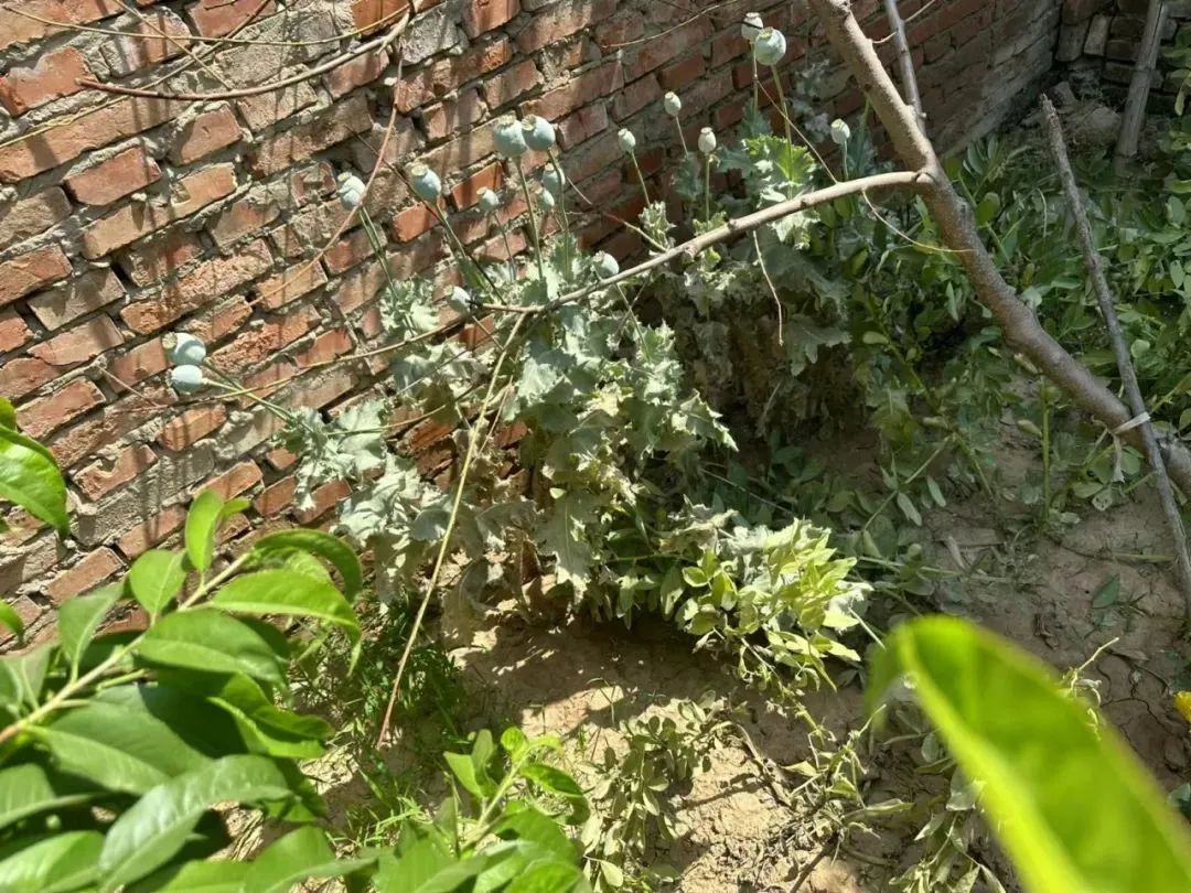 罂粟花好看，种植属违法！
