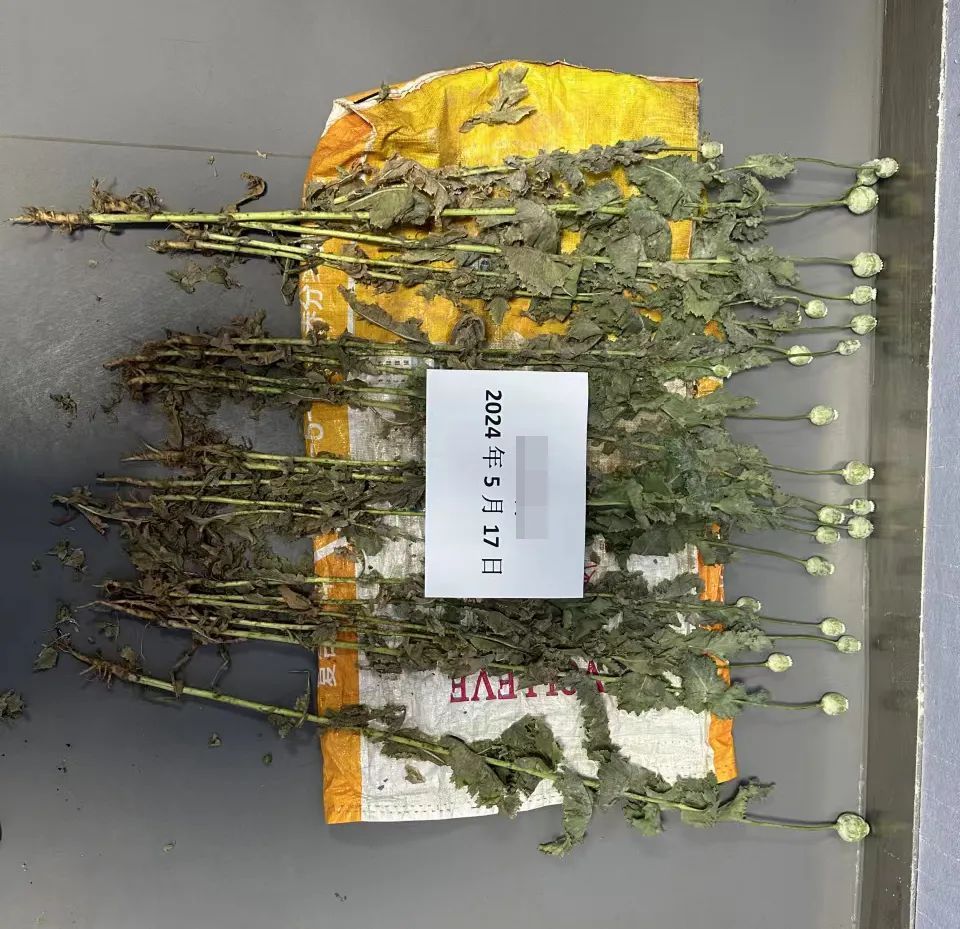 罂粟花好看，种植属违法！