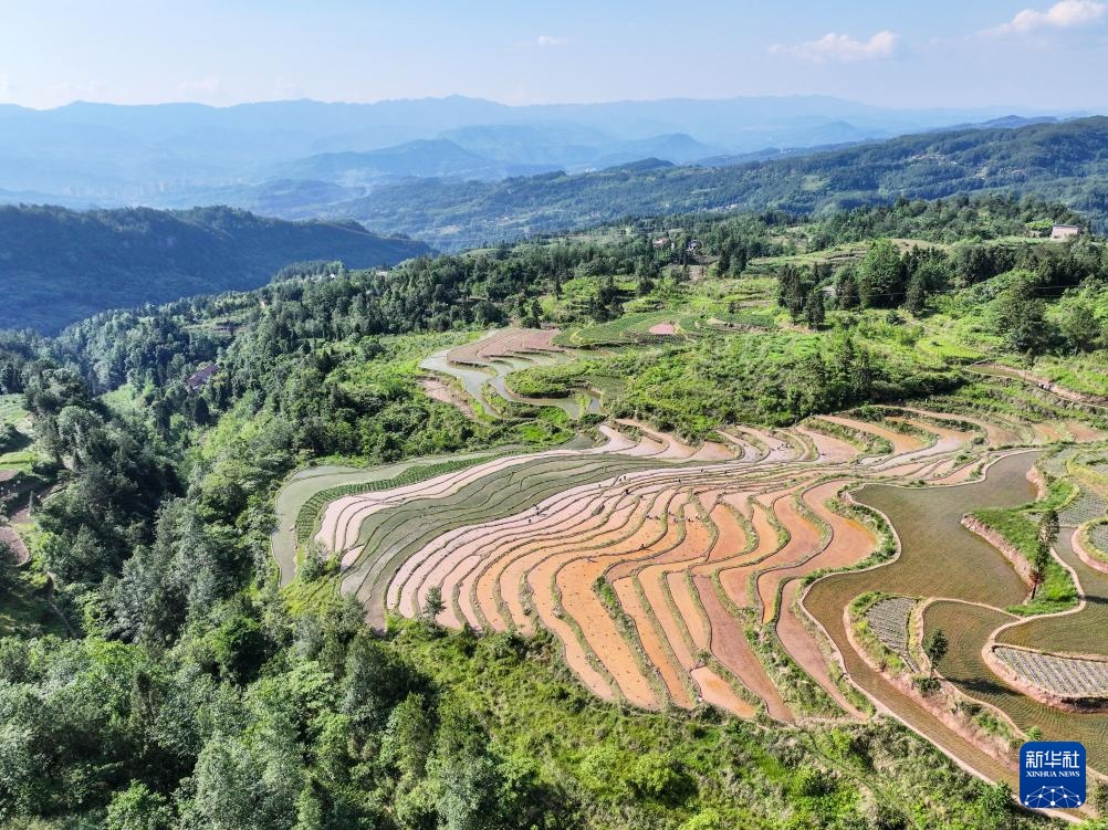 重庆石柱：高山水稻种植忙