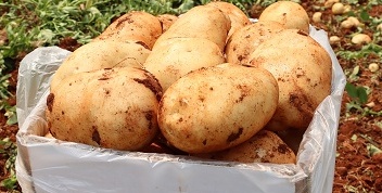 这是一篇有味道的文章，又响又臭，根本停不下来！一天放几个算正常？