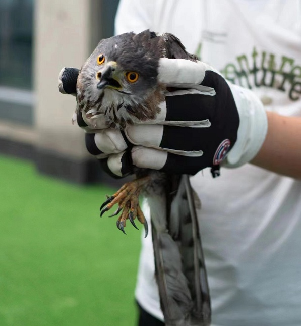 合肥一写字楼惊现猛禽！