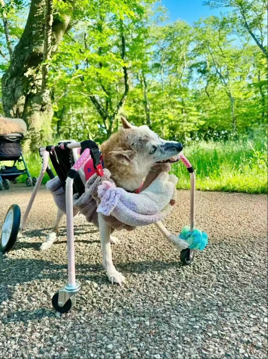你肯定用过它！表情包Doge的原型柴犬Kabosu去世