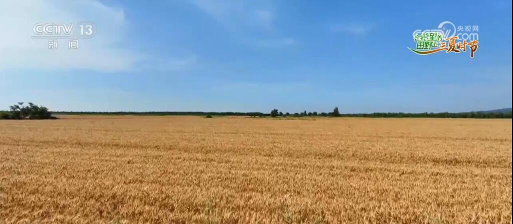 风吹麦浪勾勒丰收美景 智慧农业“神器”助力“三夏”麦收 风吹麦浪勾勒丰收美景 智慧农业“神器”助力“三夏”麦收