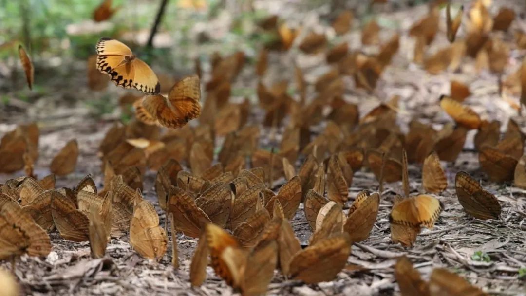 美！云南金平，近亿只蝴蝶“溢出屏幕”！和天气气候有关？