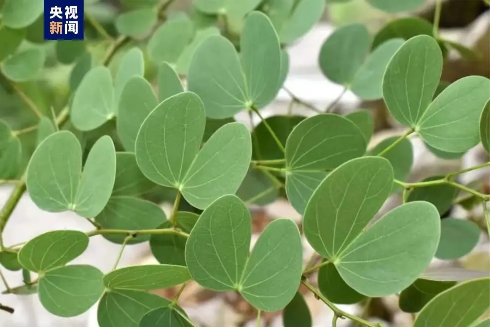 广西发现植物新种！命名为……