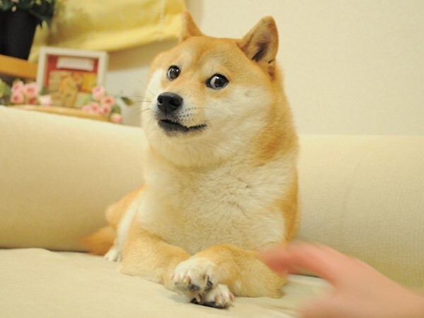 你肯定用过它！表情包Doge的原型柴犬Kabosu去世
