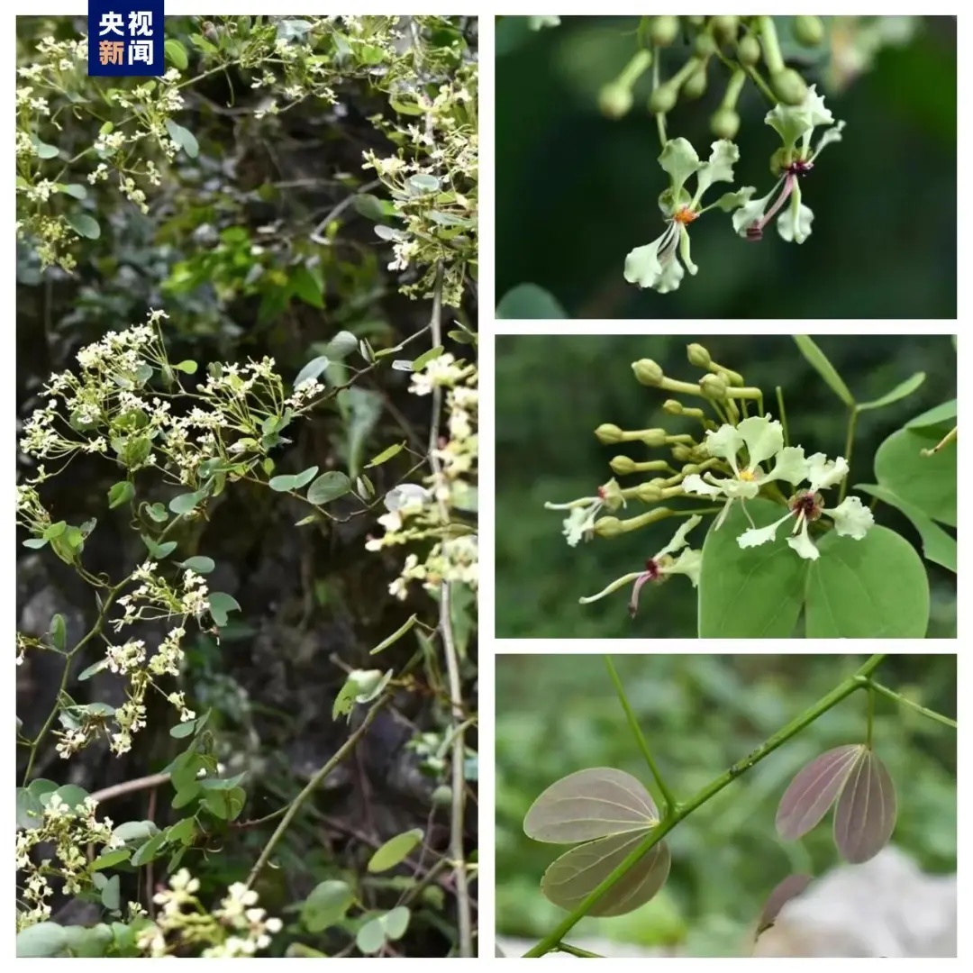 广西发现植物新种！命名为……