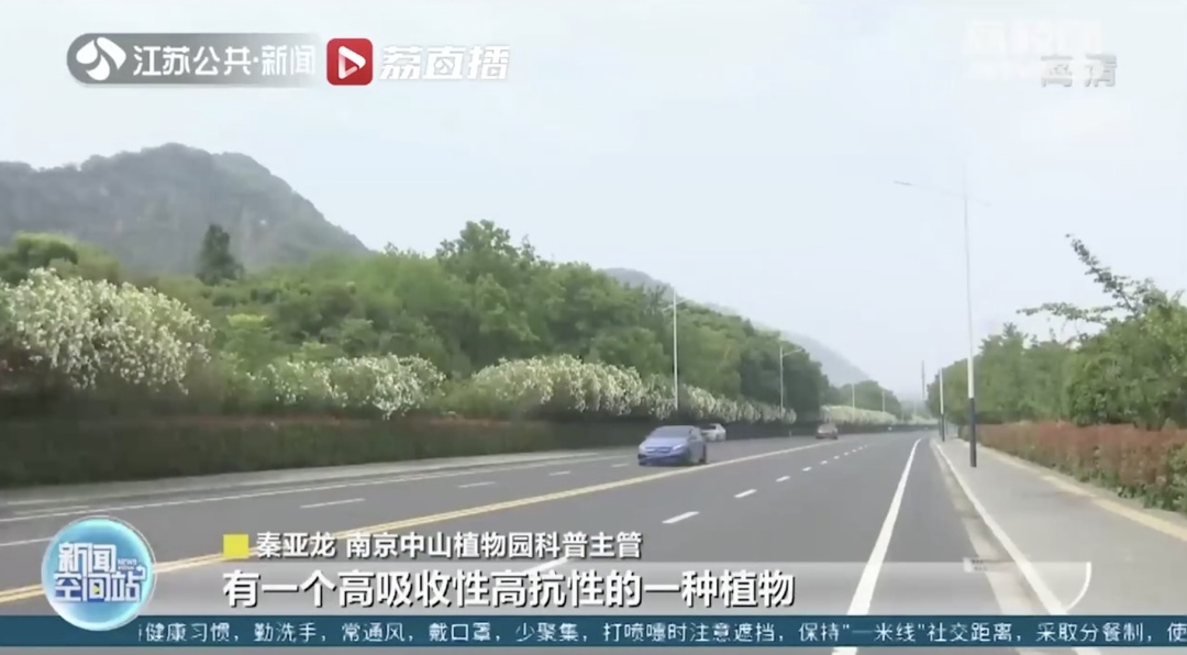 警惕！全株有毒！广东路边很常见！