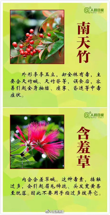 警惕！全株有毒！广东路边很常见！