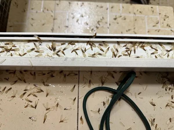 上海人炸锅!头皮发麻的来了,睡觉时往身上掉,本周日或进入高峰 上海人炸锅!头皮发麻的来了,睡觉时往身上掉,本周日或进入高峰