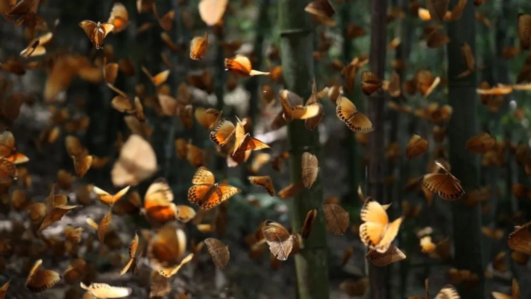 美！云南金平，近亿只蝴蝶“溢出屏幕”！和天气气候有关？