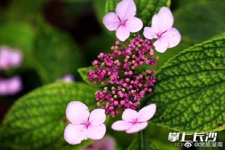 湖南初夏的浪漫藏在花海里