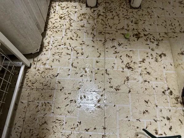 上海人炸锅!头皮发麻的来了,睡觉时往身上掉,本周日或进入高峰 上海人炸锅!头皮发麻的来了,睡觉时往身上掉,本周日或进入高峰