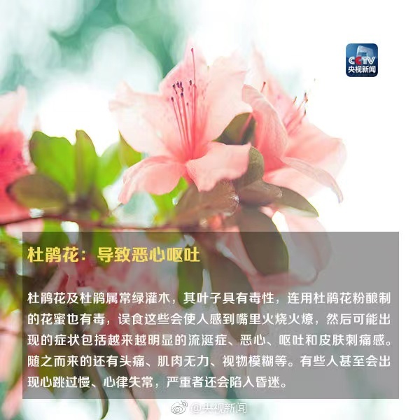警惕！毒性很大，千万别碰！