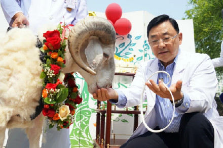 “火箭心”实验羊生存3年创纪录 二代“火箭心”力争2025年正式应用