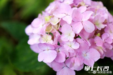 湖南初夏的浪漫藏在花海里