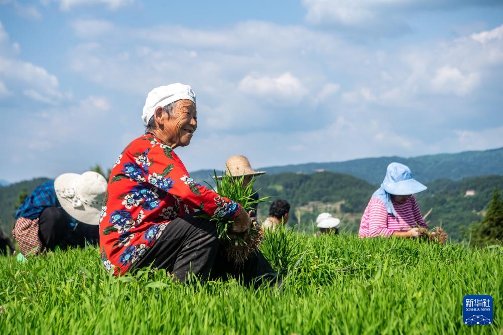 重庆石柱：高山水稻种植忙