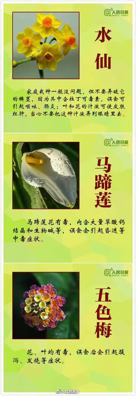 警惕！全株有毒！广东路边很常见！