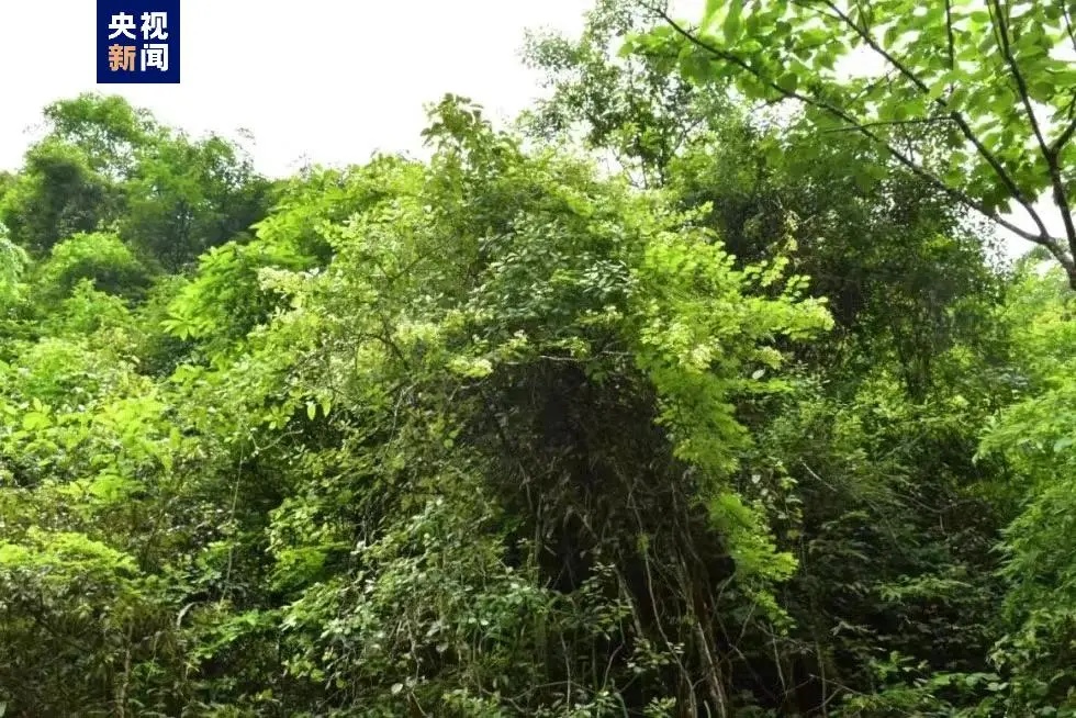 广西发现植物新种！命名为……