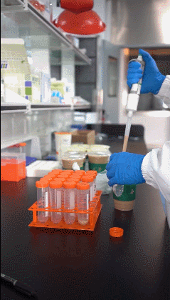 1杯奶茶的咖啡因含量或等于3.5杯美式咖啡这几类人对咖啡因敏感 1杯奶茶的咖啡因含量或等于3.5杯美式咖啡这几类人对咖啡因敏感