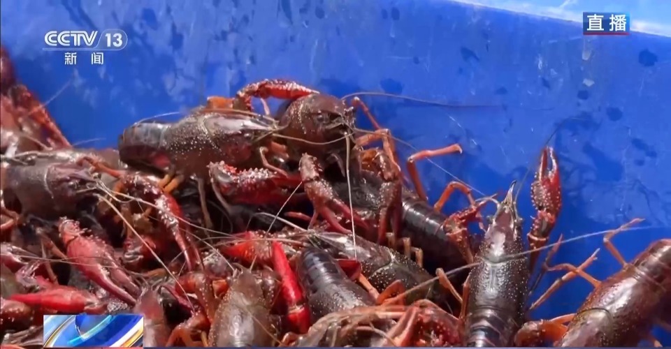 “抢鲜”上市 养出一只肥美的小龙虾需要几步？