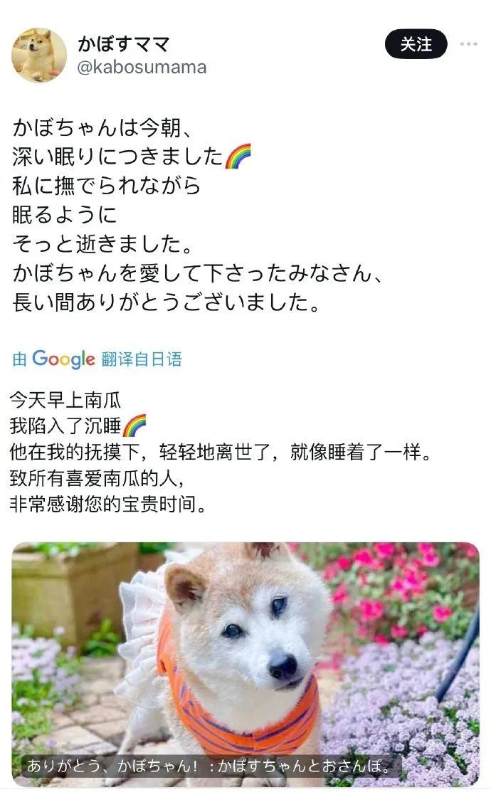 “Doge”表情包原型柴犬去世，曾被弃养险遭安乐死