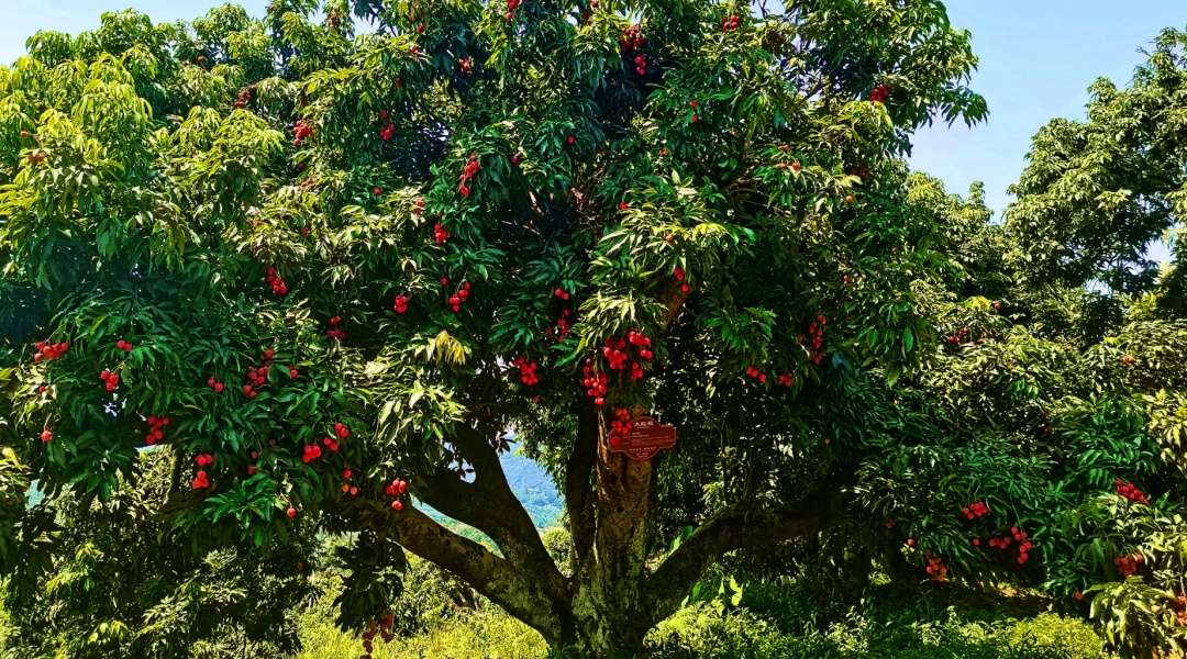 实现“荔枝自由”?我提名四川这里 实现“荔枝自由”?我提名四川这里