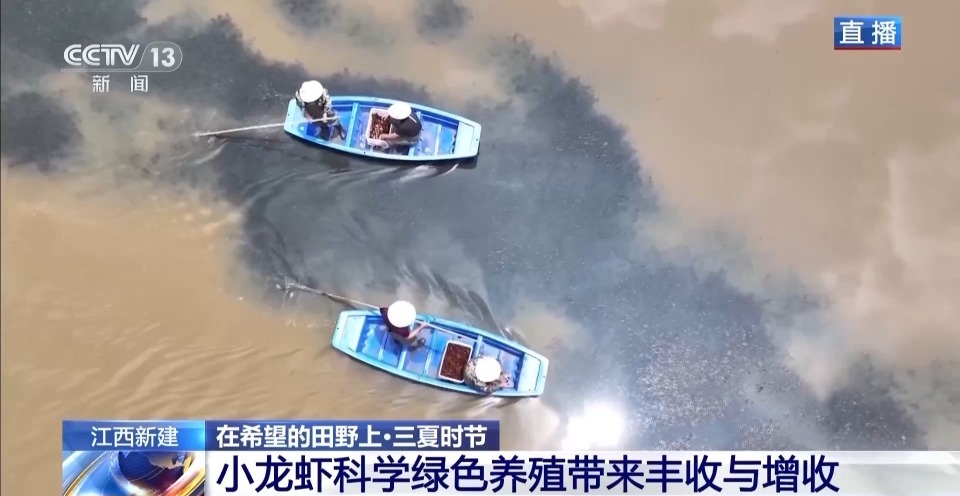 “抢鲜”上市 养出一只肥美的小龙虾需要几步？