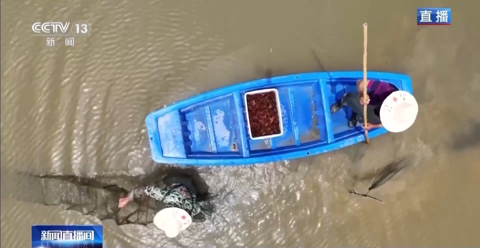 “抢鲜”上市 养出一只肥美的小龙虾需要几步？