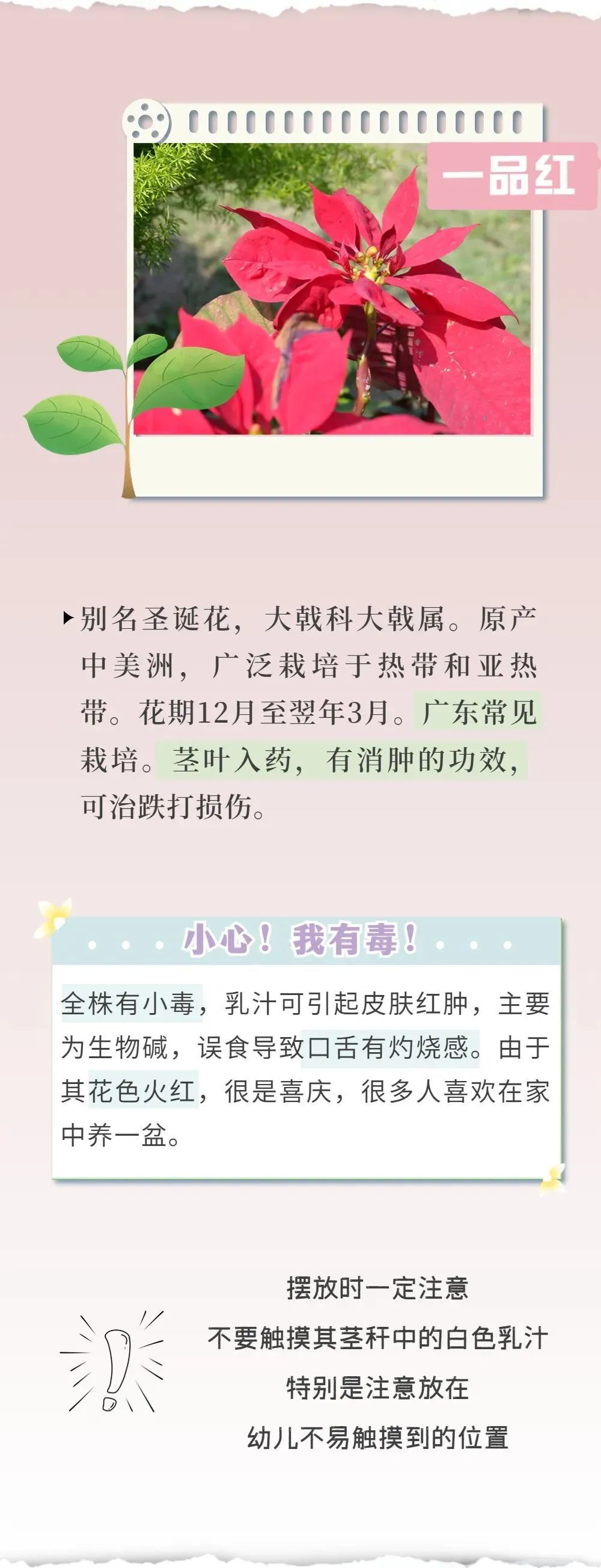 千万别咬着这种花拍照