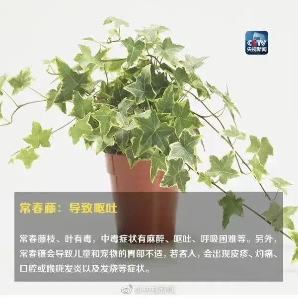 警惕！全身是毒，严重可致命，切勿随意触碰