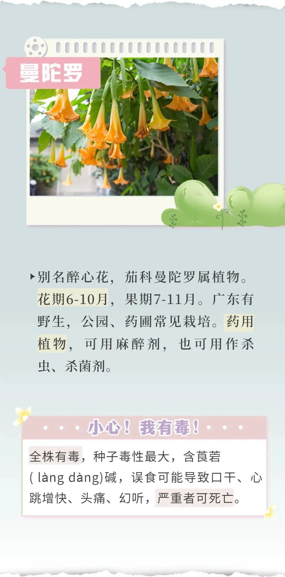 千万别咬着这种花拍照