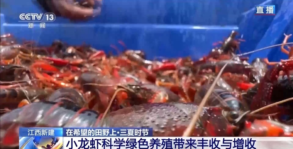 “抢鲜”上市 养出一只肥美的小龙虾需要几步？