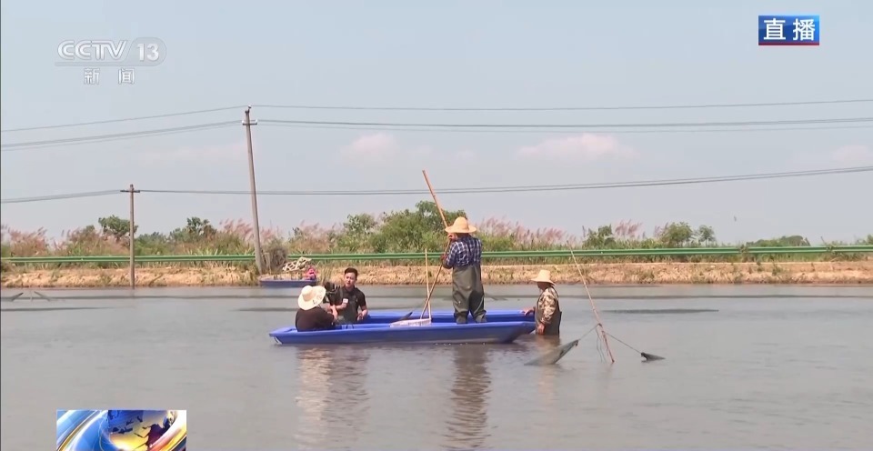 “抢鲜”上市 养出一只肥美的小龙虾需要几步？