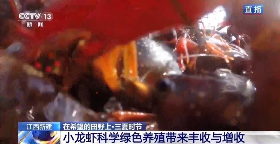 “抢鲜”上市 养出一只肥美的小龙虾需要几步？